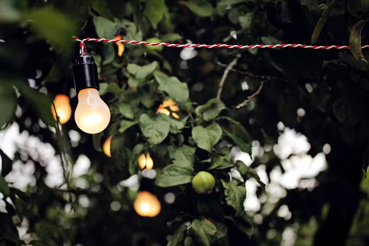 Lights strung up in a garden on a white and red wire.