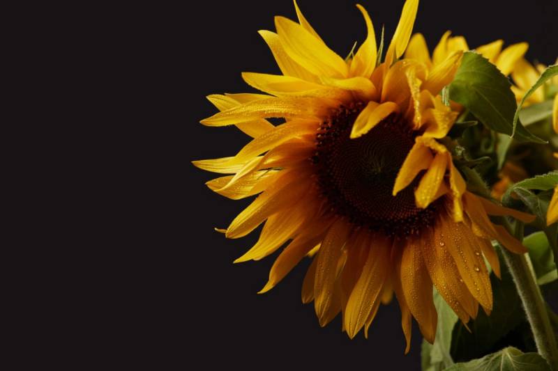 Eine Sonnenblume mit Tautropfen, hell beleuchtet vor schwarzem Grund