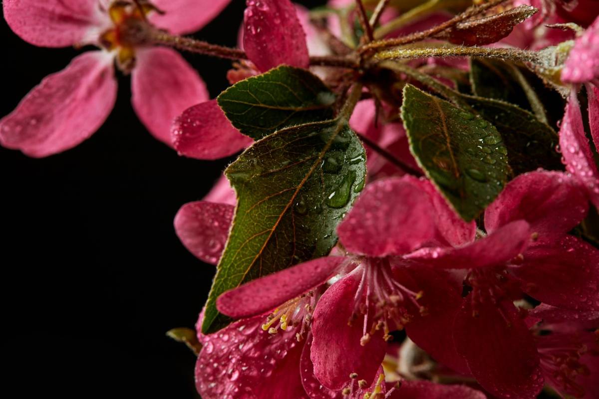 Pinke Apfelblüten mit Regentropfen auf den Blättern vor dunklem Grund
