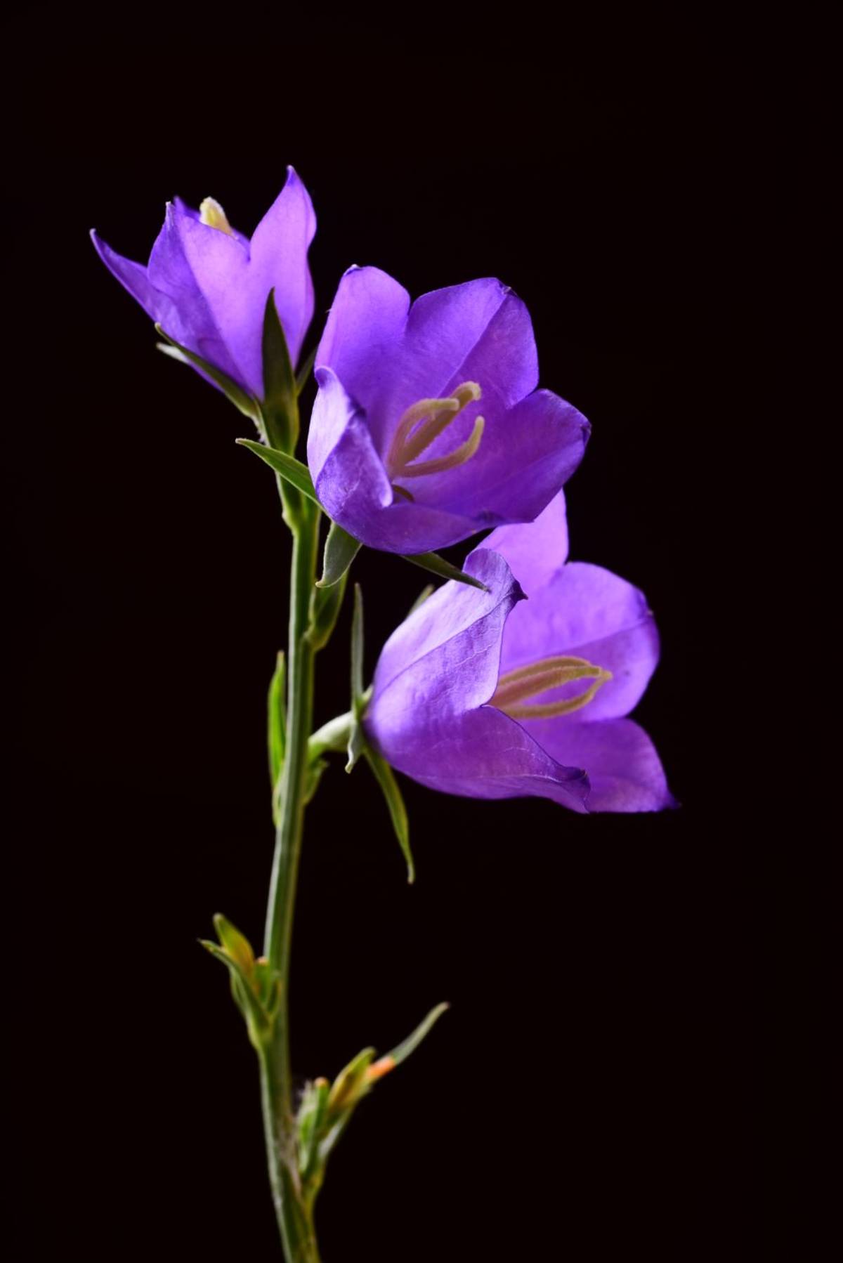 Zwei violette Glockenblumen an einem schlanken Stängel vor schwarzem Grund