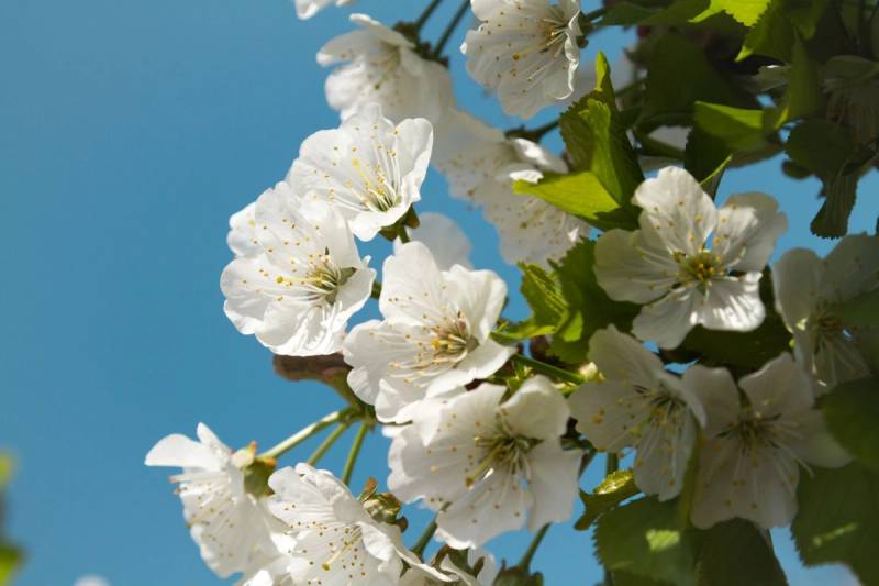 Weiße Kirschblüten mit gelben Staubgefäßen vor klarem blauem Himmel