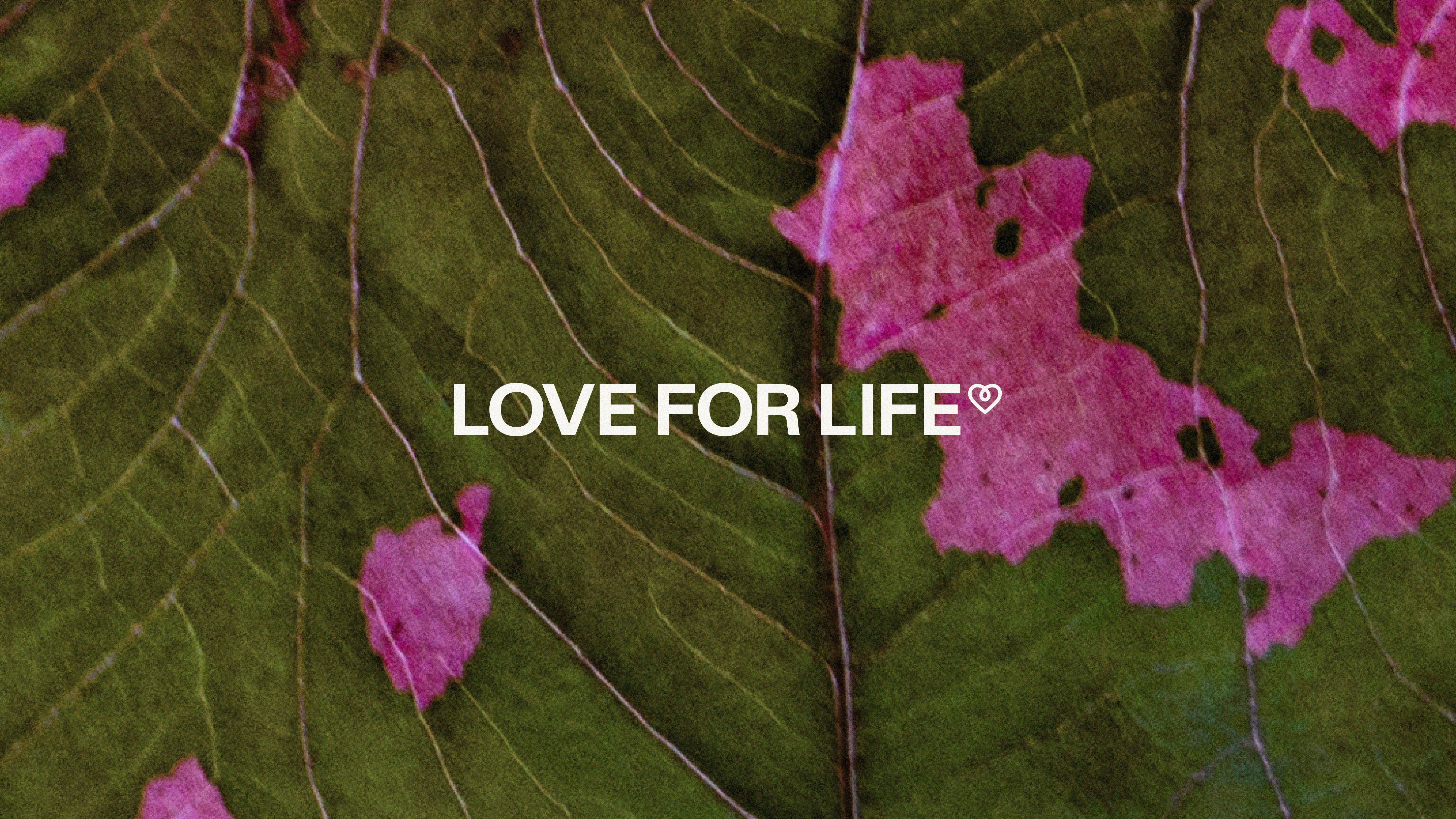 A video of Love For Life logo and brand with photography as a key visual 