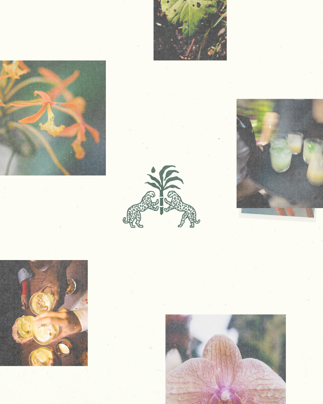 An image Copalli Rum branding and bottle for Bloomberg