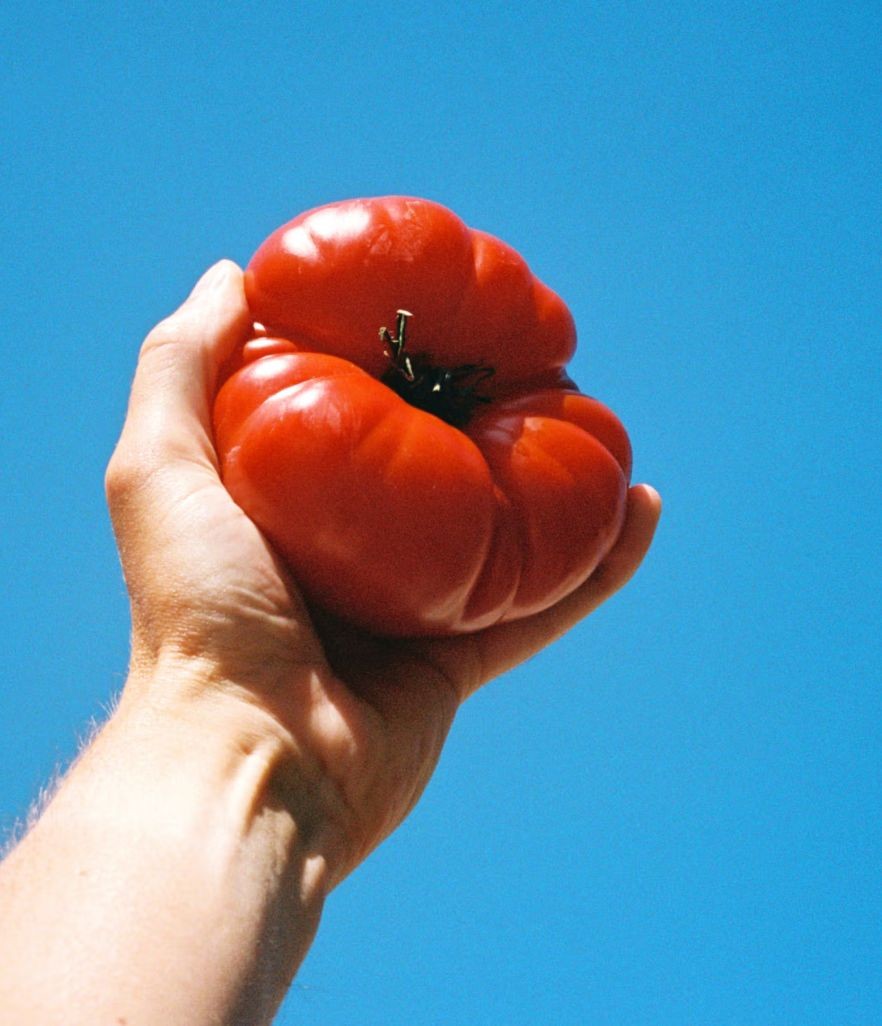 a hand is holding a large red tomato against a blue sky