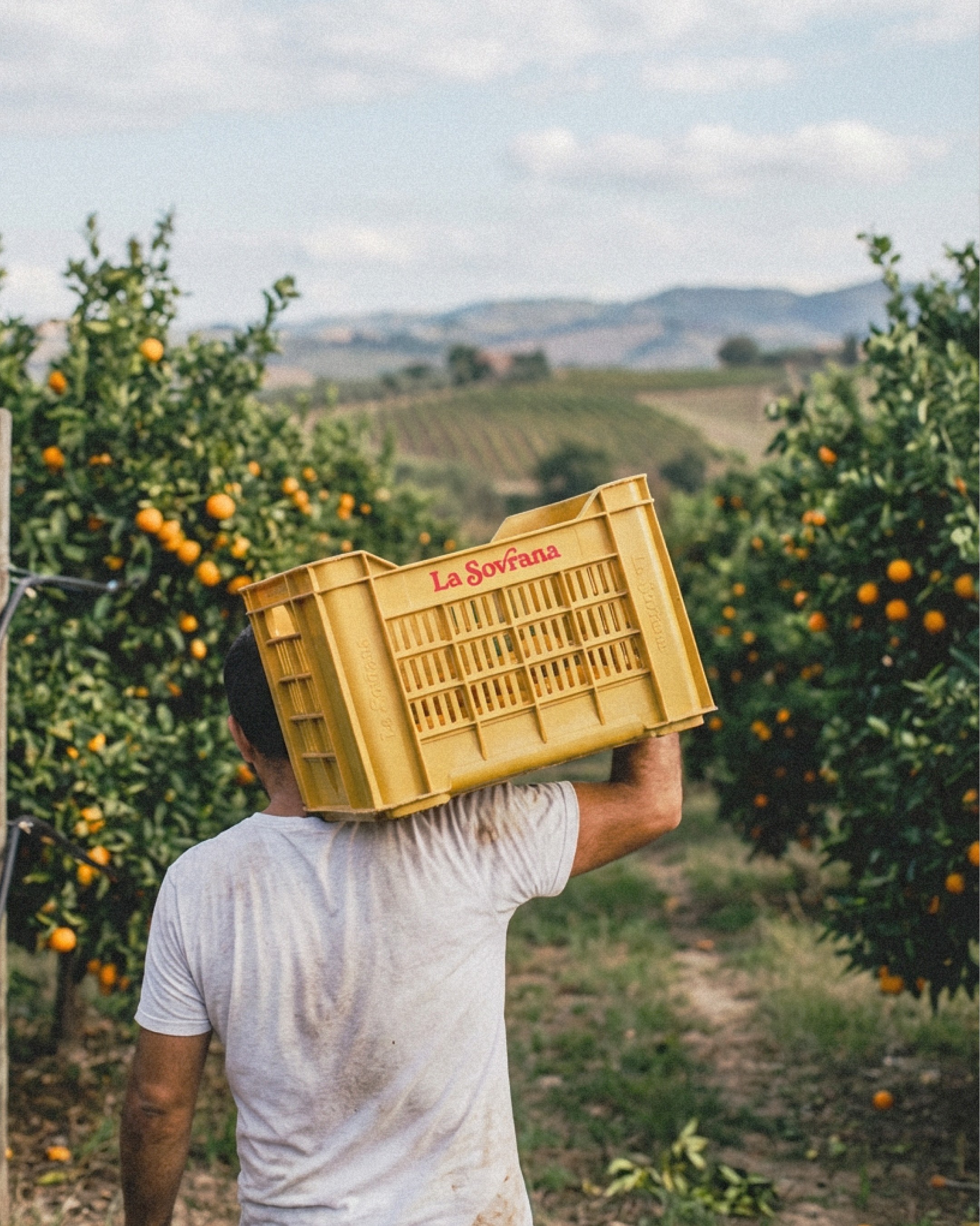 An image of La Sovrana brand and visual identity