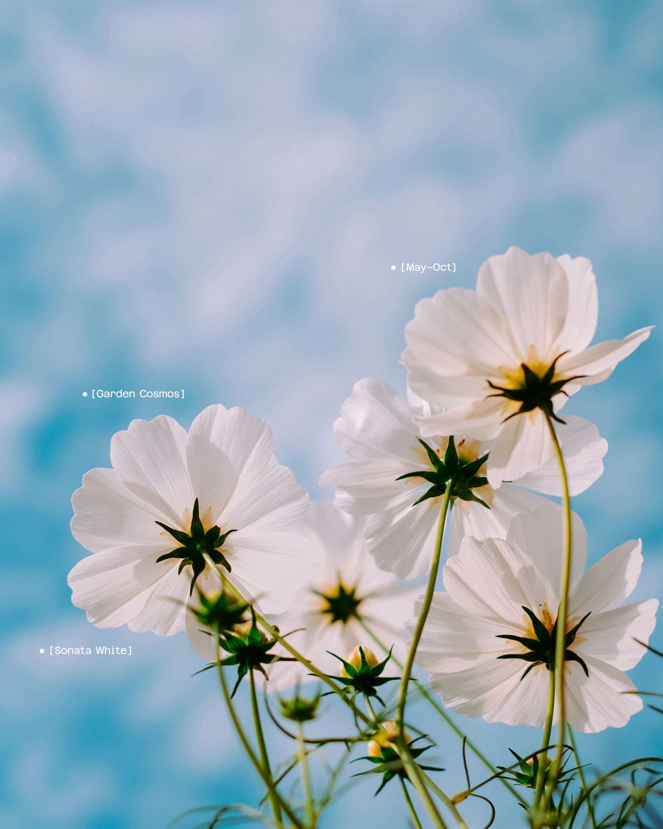 An image of Tom Massey Studio brand photography with UI