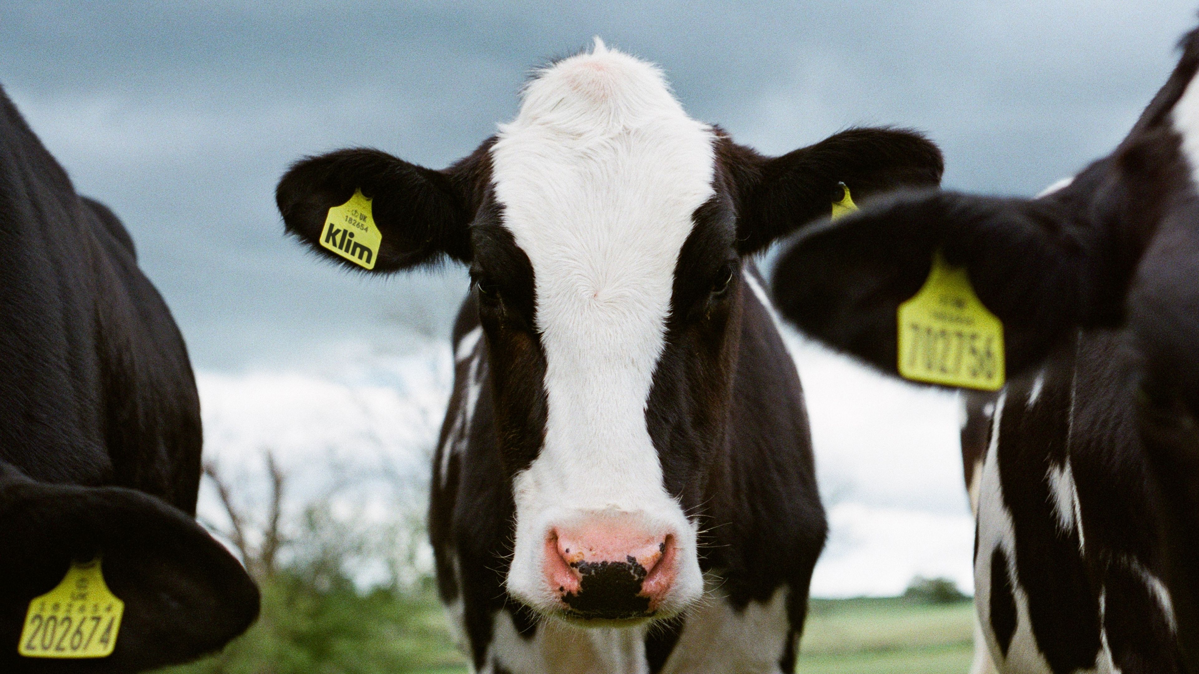 An image of a Klim cow with a logo on the tag