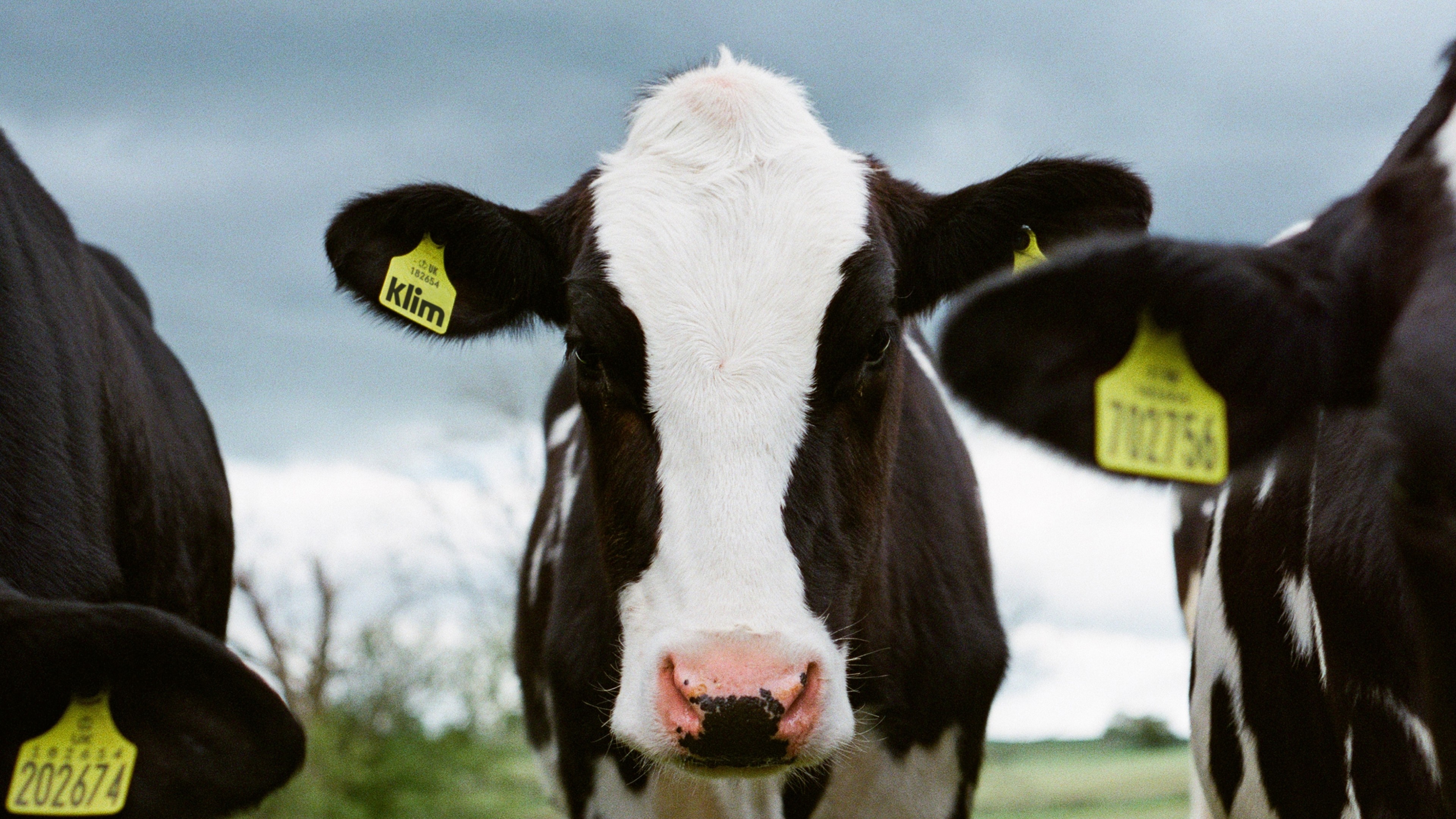 An image of Klim brand logo on a tag on a cow
