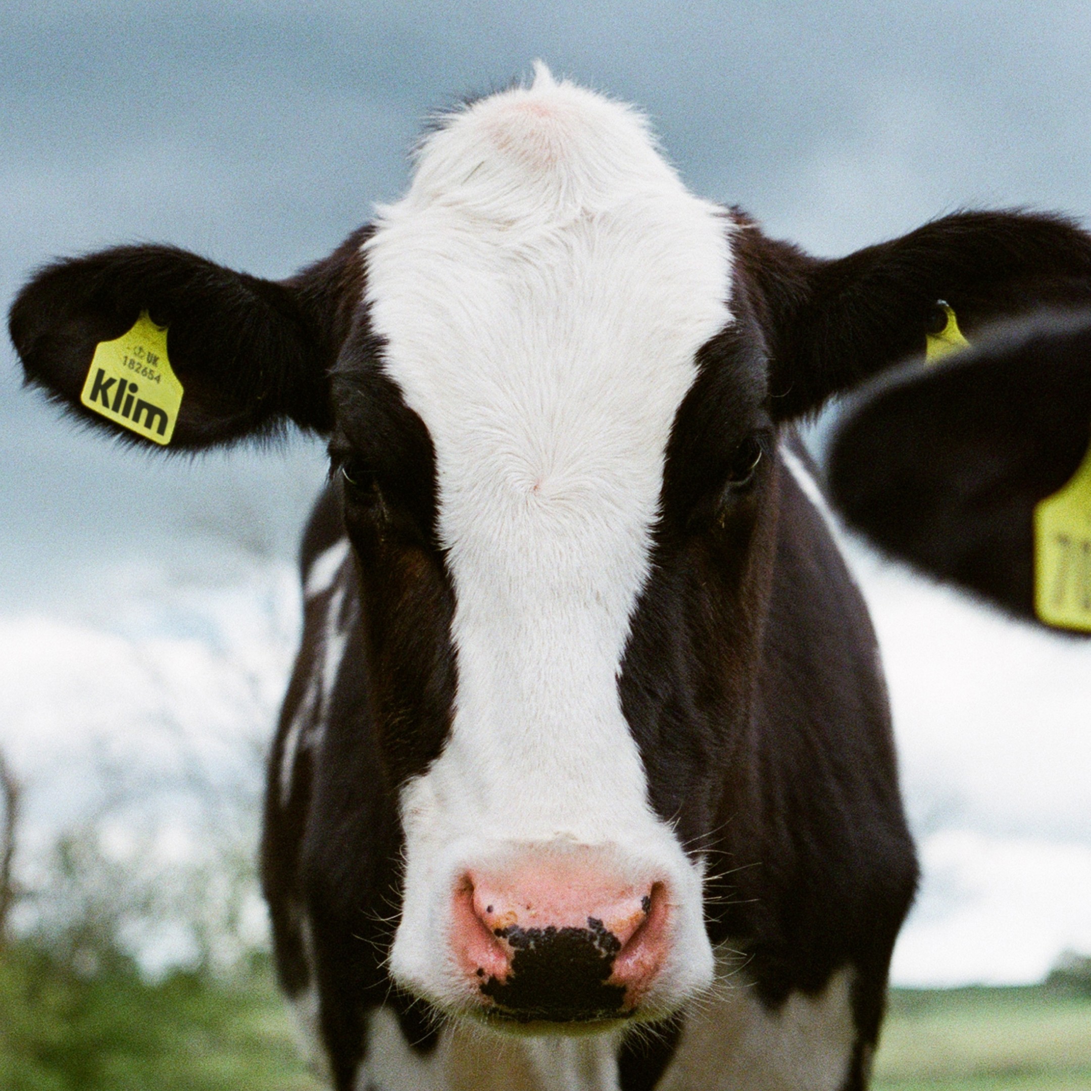 An image of Klim branding