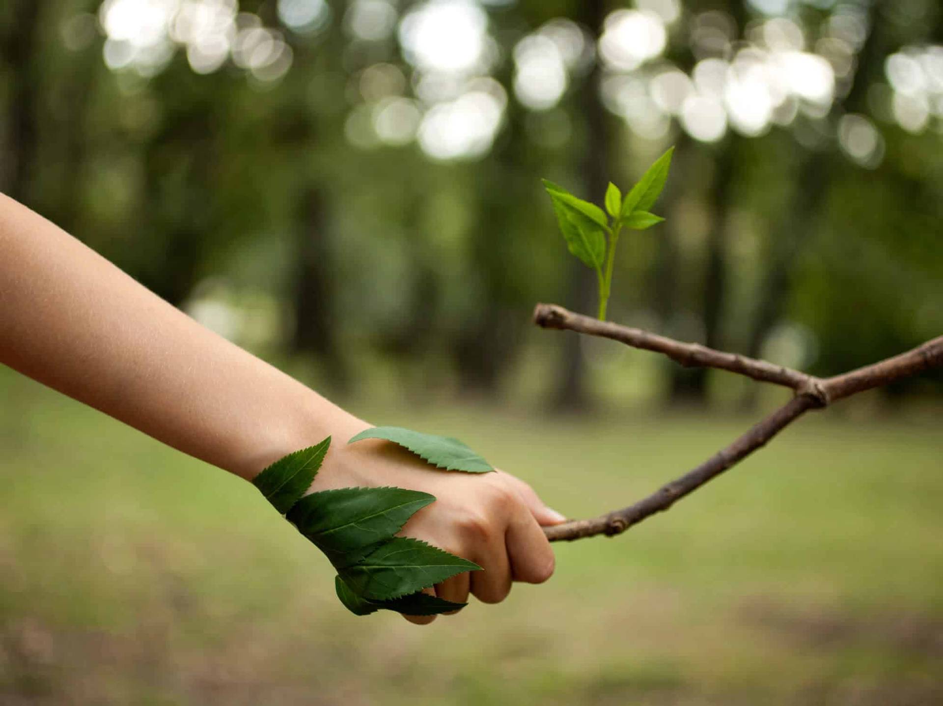 Main tenant une branche feuillue dans un bois.