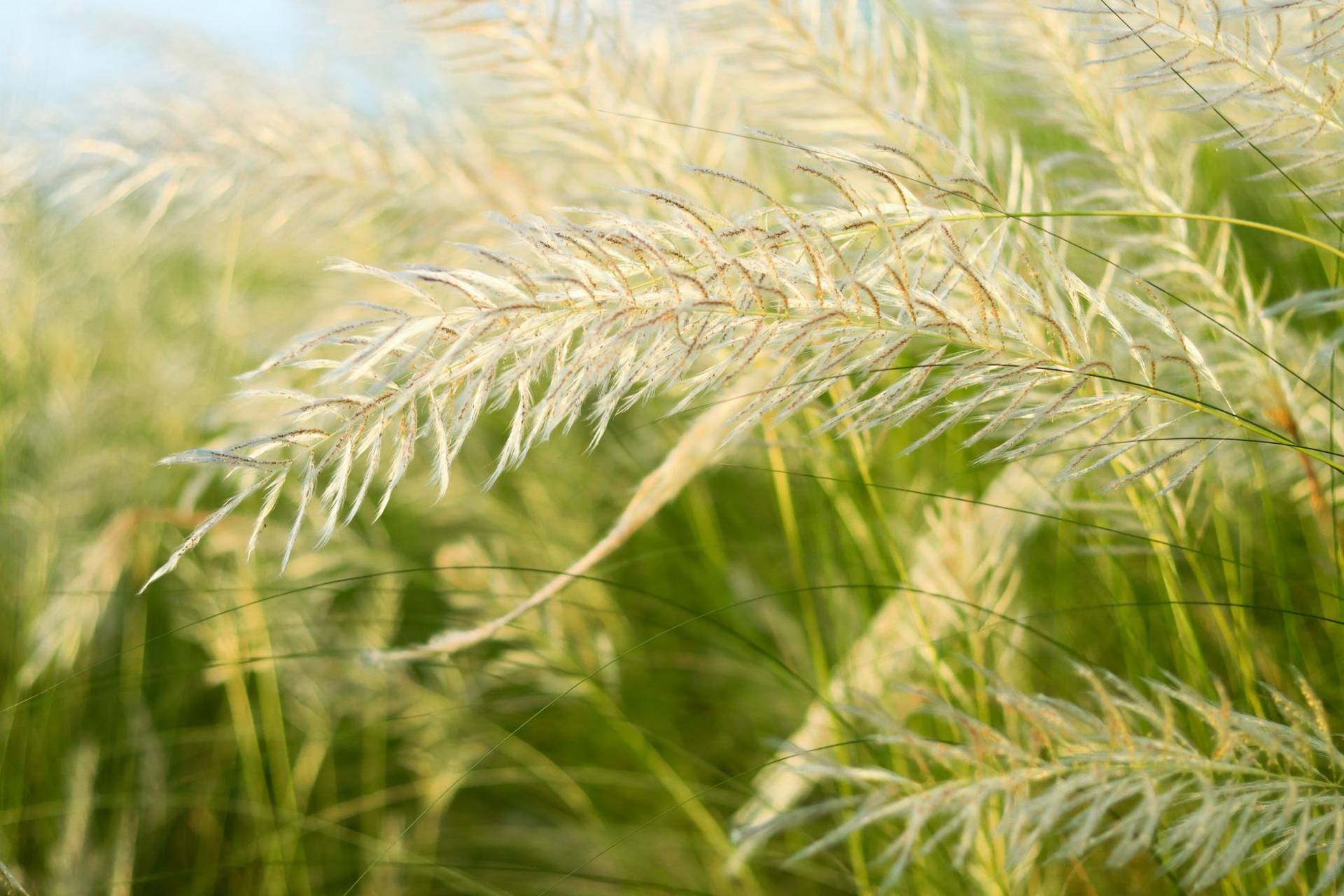 Graminées en fleurs dans une prairie.