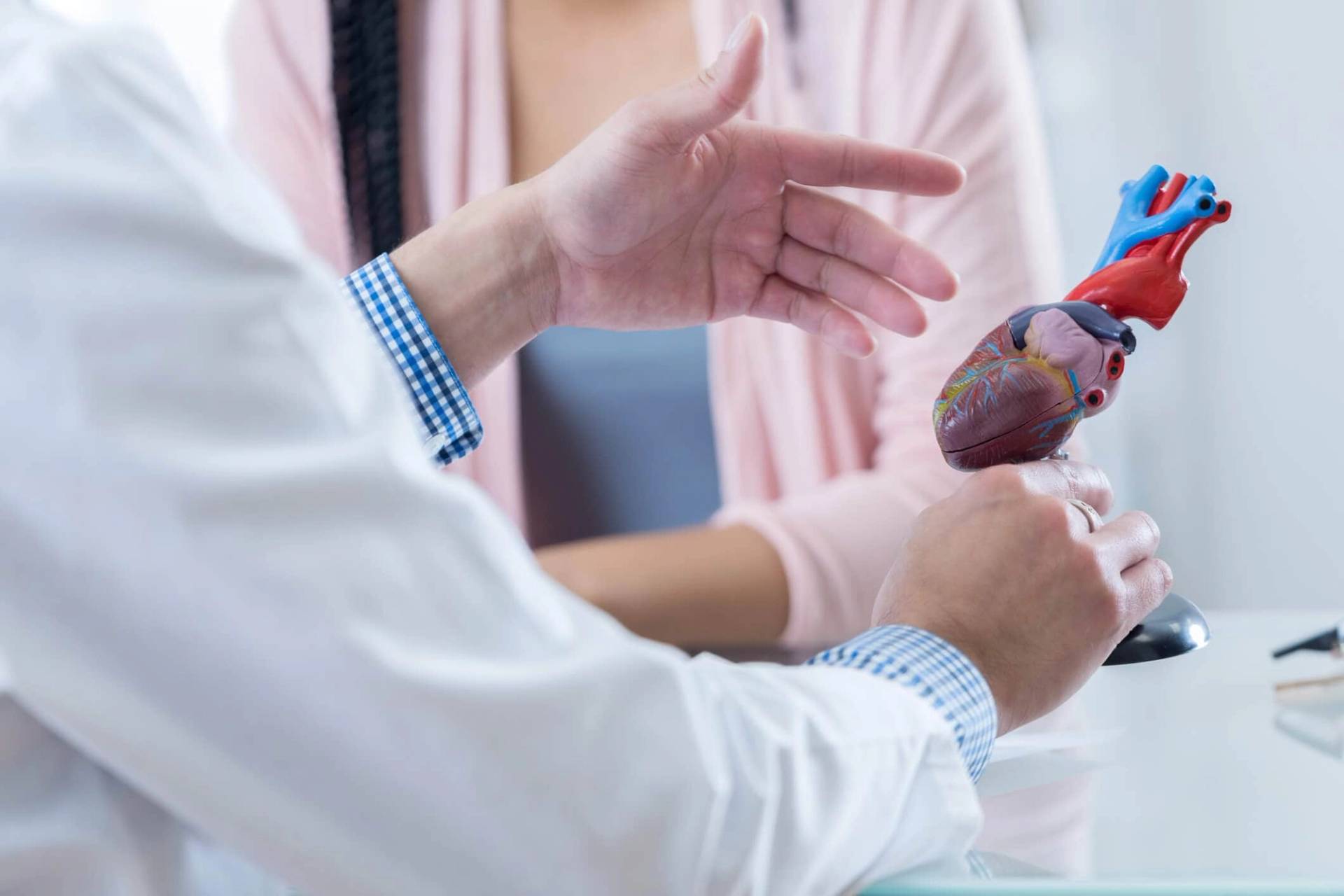 Un médecin présente une maquette anatomique du cœur.