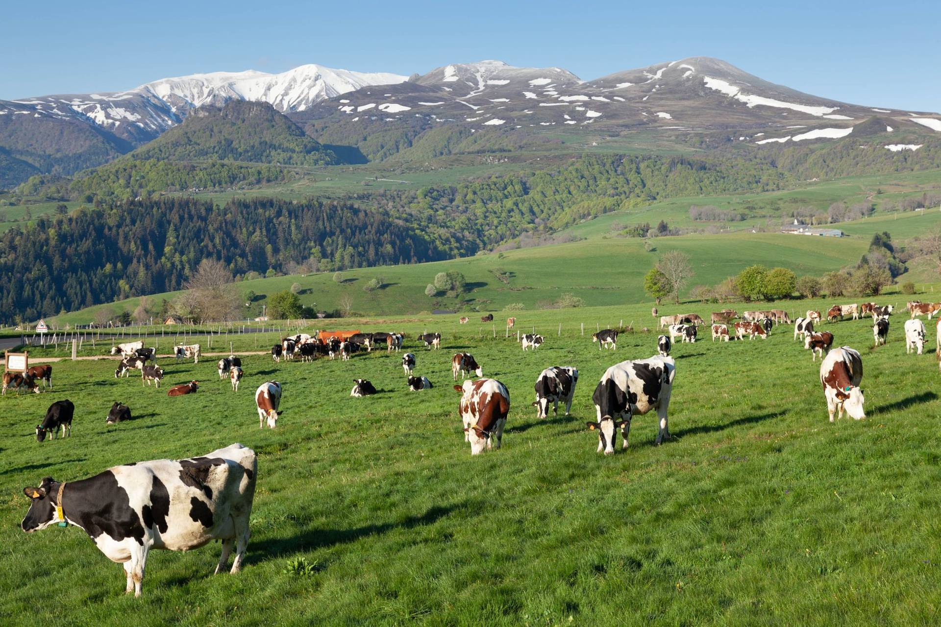 Un troupeau de vaches laitières dans un pâturage de montagne, au printemps.