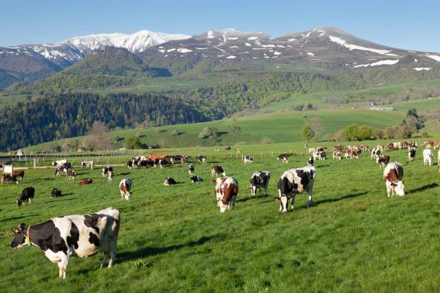 Un troupeau de vaches laitières dans un pâturage de montagne, au printemps.