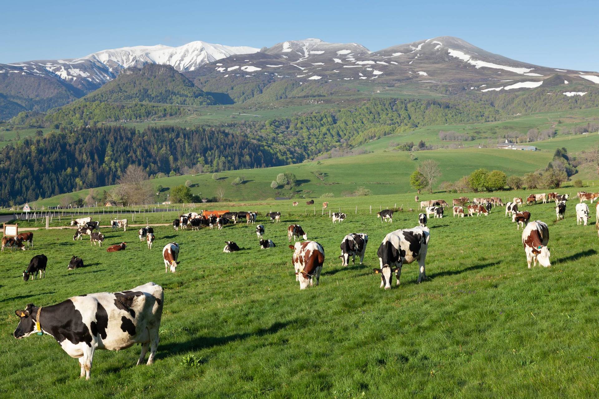 Un troupeau de vaches laitières dans un pâturage de montagne, au printemps.