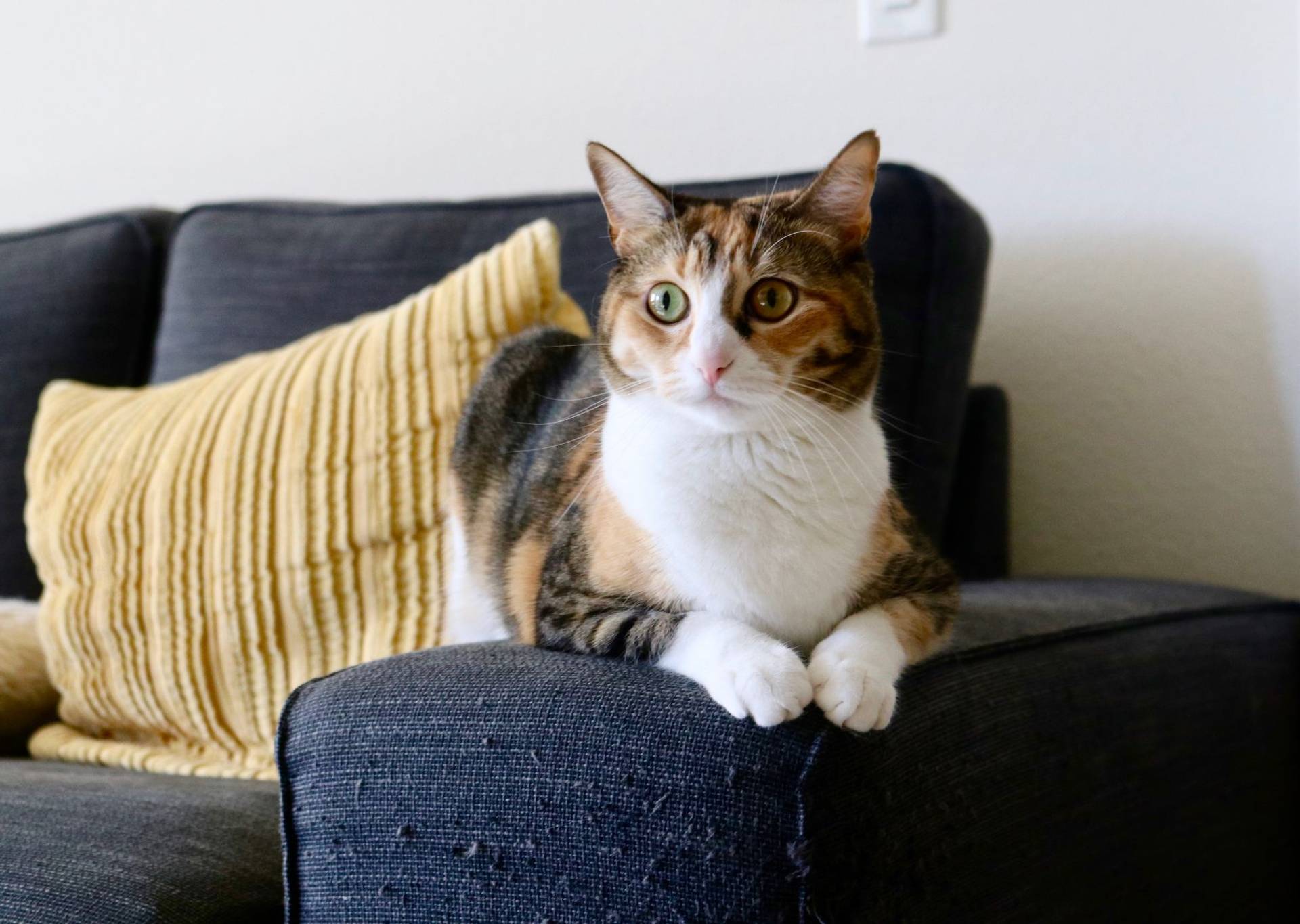 Adorable chat calico se relaxant sur un canapé à l'intérieur avec un oreiller jaune, ambiance paisible