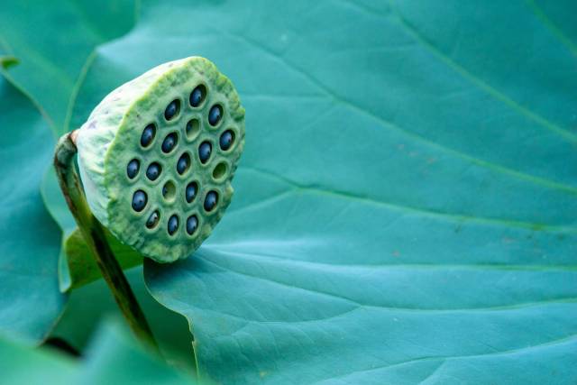Capsule de lotus percée de petites cavités, devant une feuille verte.