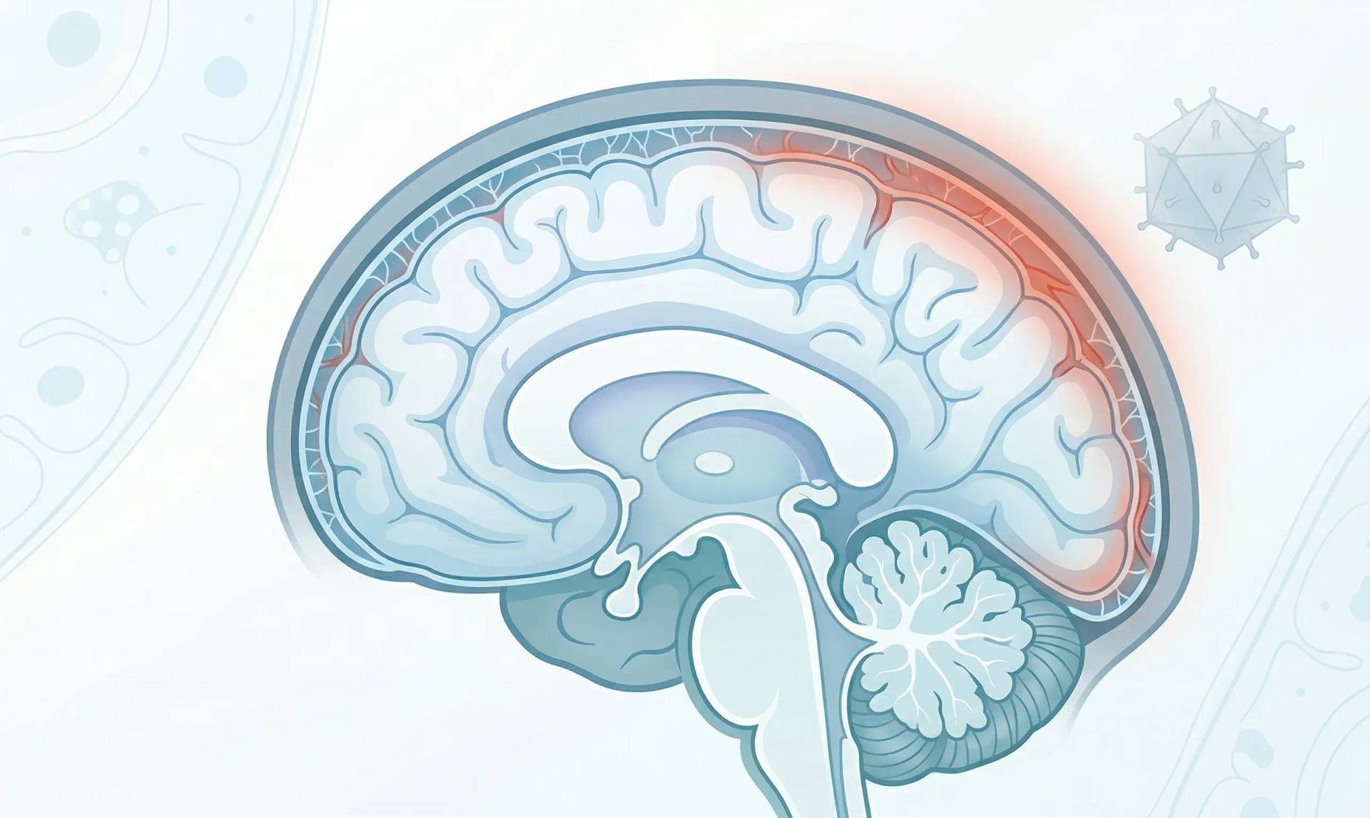 Illustration en coupe du cerveau, avec une zone rouge sur son contour.