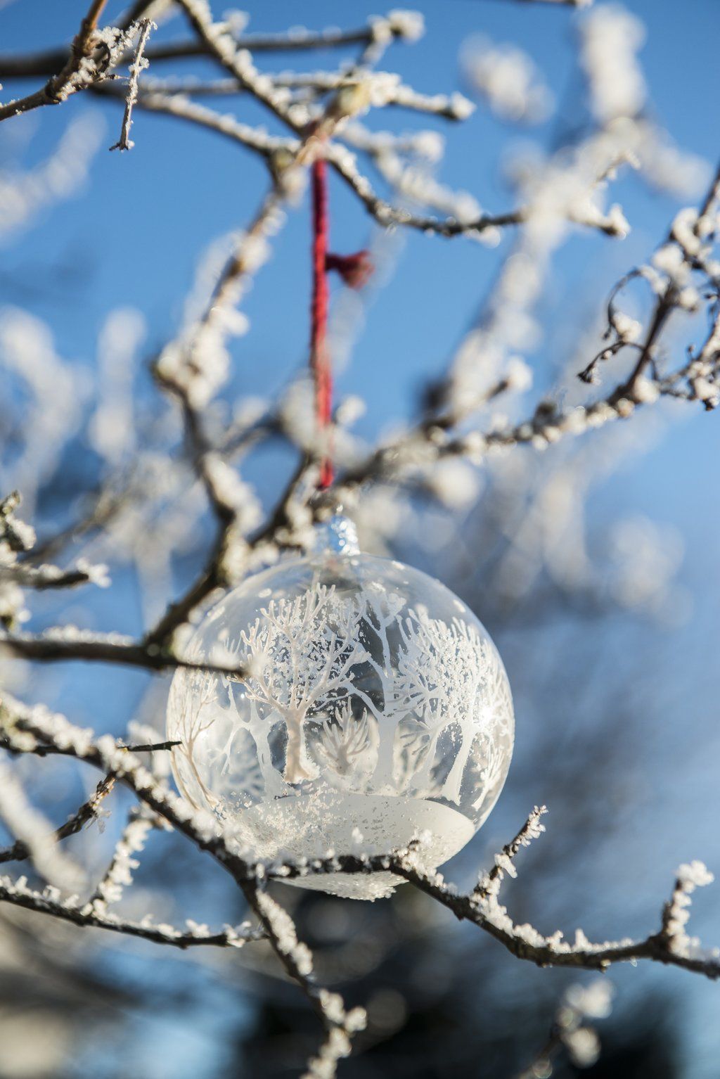 Picture of a Christmas tree decoration ball on a snow covered tree branch