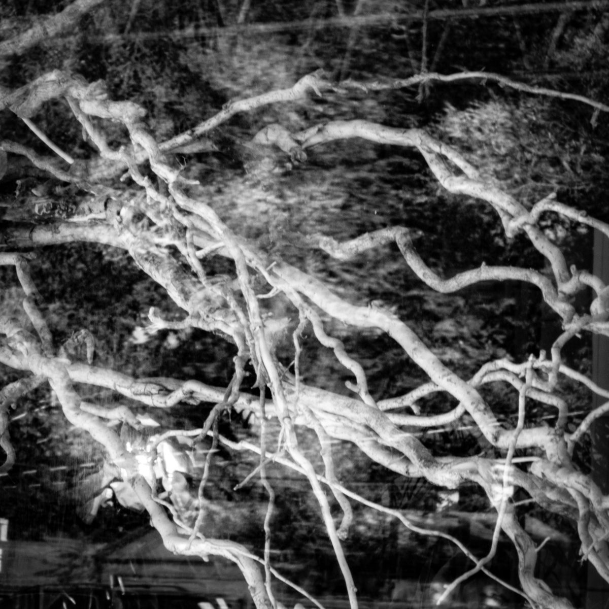 Black and white: pale twisting lines spread across the picture over a dark, busy ground, bounded by a grey vertical edge at the left.