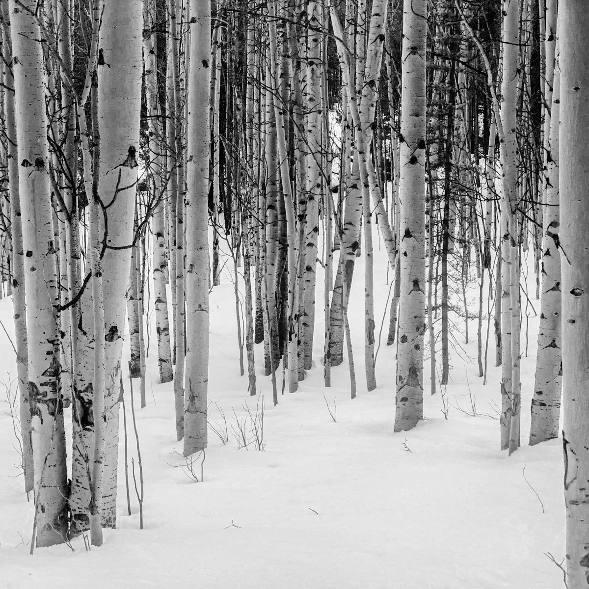 Black and white: a stand of aspen trunks rising out of deep snow, thinning into bare branches at the top.
