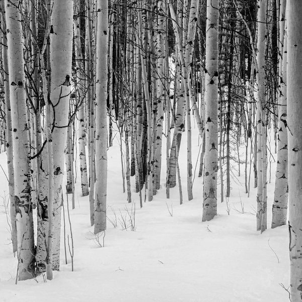 Black and white: a stand of aspen trunks rising out of deep snow, thinning into bare branches at the top.
