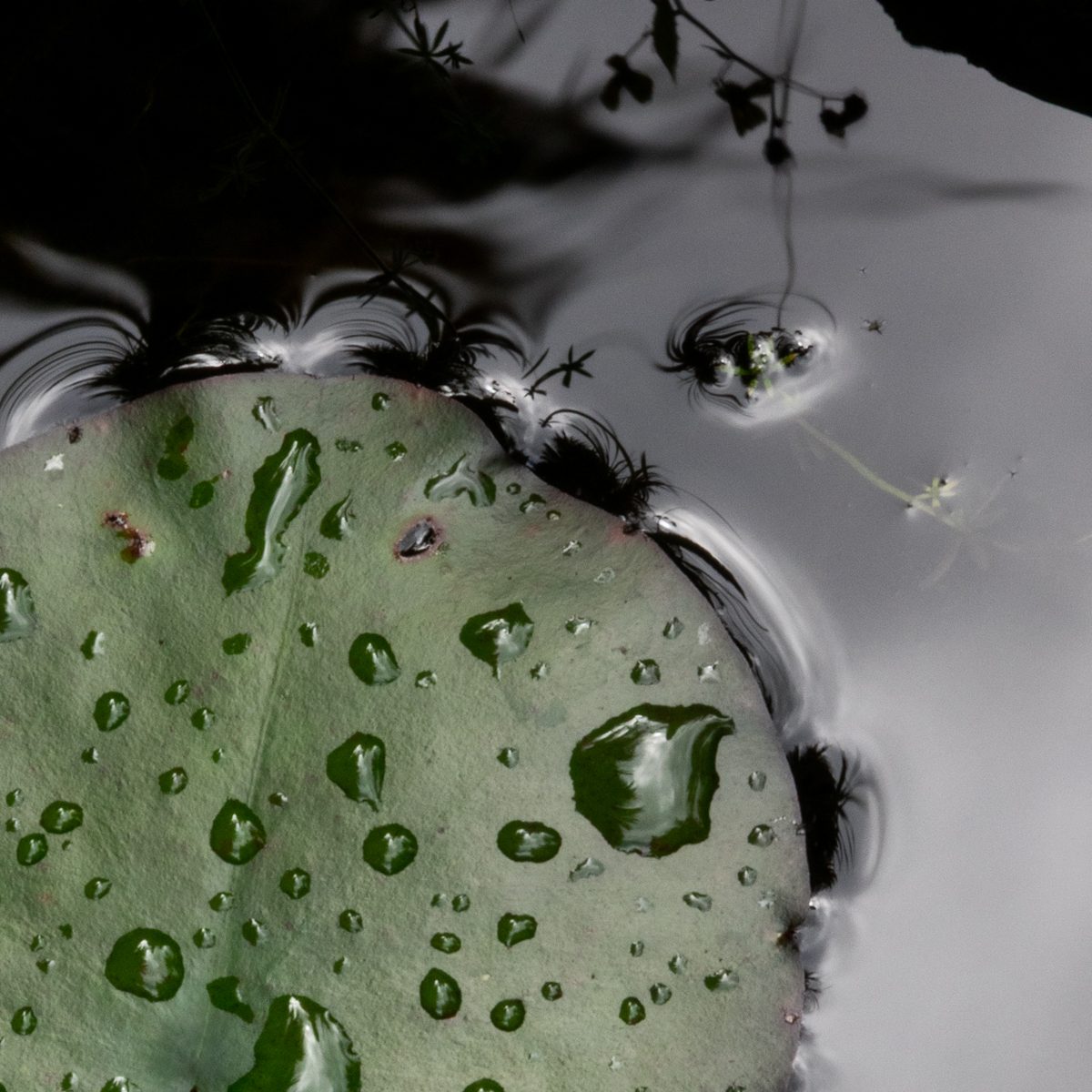 A round sage green form beaded with drops rests on silver-grey, edged with small dark tufts.