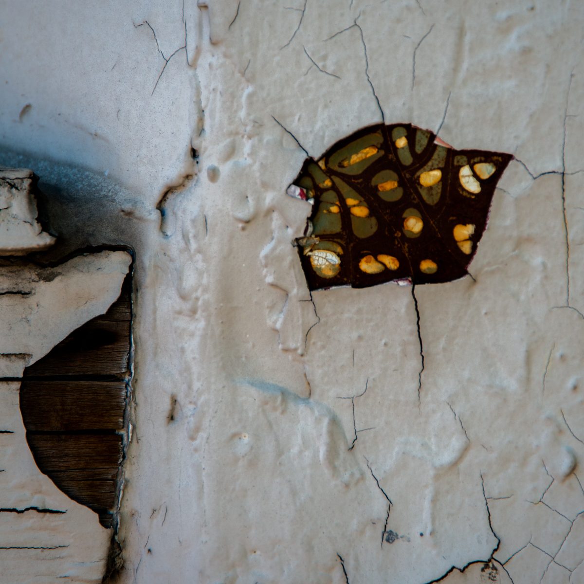A cracked cream surface peels back around a dark ragged patch spotted with mustard and olive, with a curl of brown at the left.
