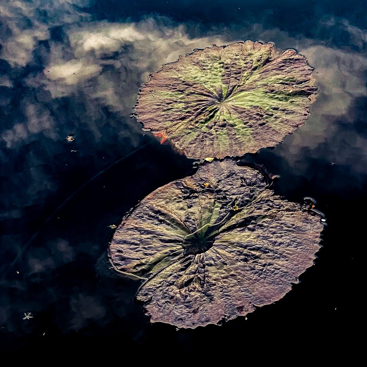 Two round ridged forms float on deep blue-black, soft pale shapes drifting through the dark around them.