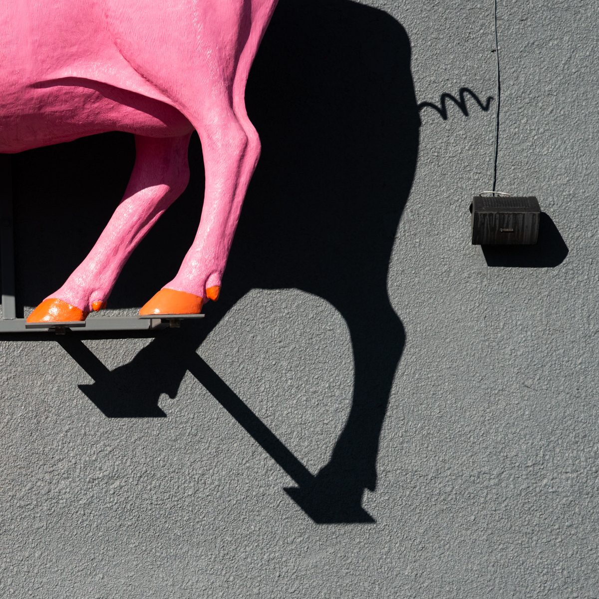 Bright pink legs with orange hooves step off a narrow ledge, a long black shadow trailing behind on grey.
