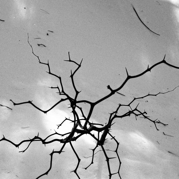 A spiky web of black lines radiating from a dark knot, against pale grey smudged with white.