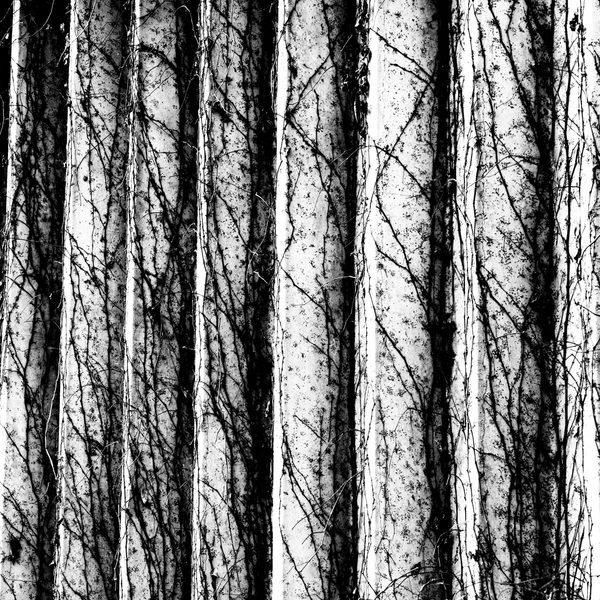Black and white: pale vertical ridges covered by a web of fine black trailing lines and specks.