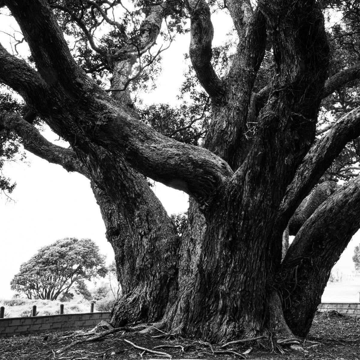 Black and white: the thick twisting trunk and spreading limbs of an old tree at Whiritoa, New Zealand, with a smaller tree in the distance.