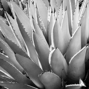 DBG 14
