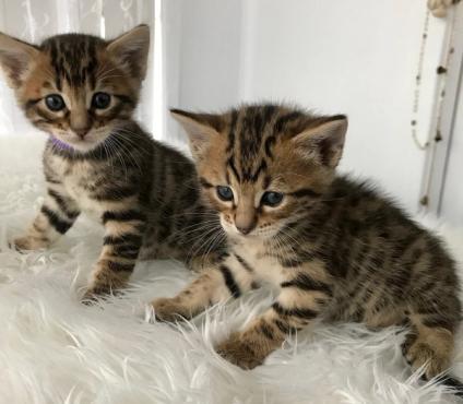 Kittens