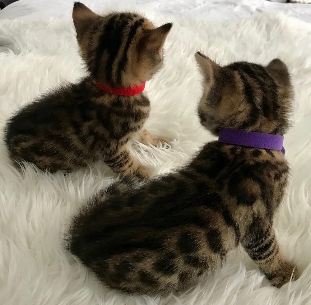 Past kittens 
