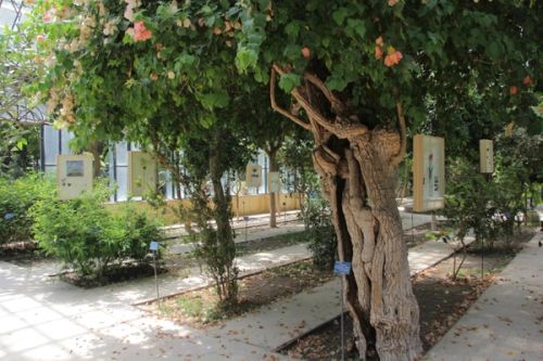 New Herbs from Palermo and Surroundings. A Sicilian Expedition by Alberto Baraya