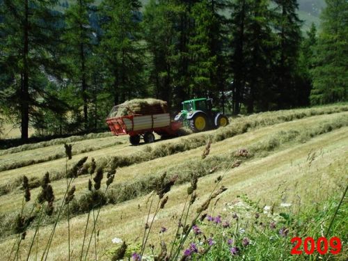 When at the same time I looked at the Swiss meadow I discovered, I saw a Sri Lankan driving the tractor...