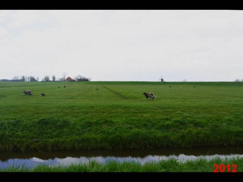 This is it. Very classical Dutch. By asking what was happening, we discovered that there were radical mutations.