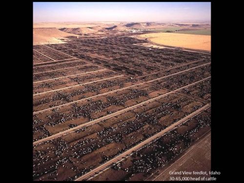 In order to illustrate the point you see here a feed lot for cows – you can call it a city of cows.