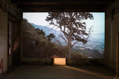 Wishing Trees by Uriel Orlow