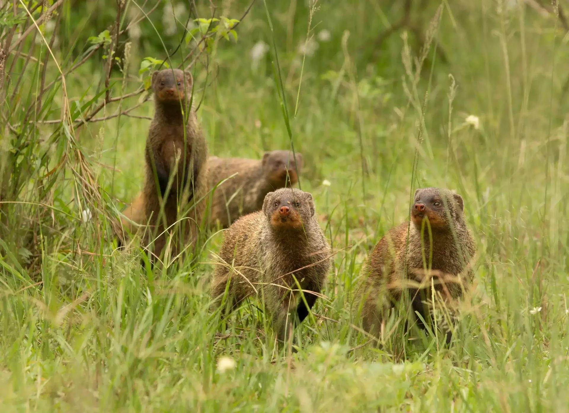 bandedmongooseproject