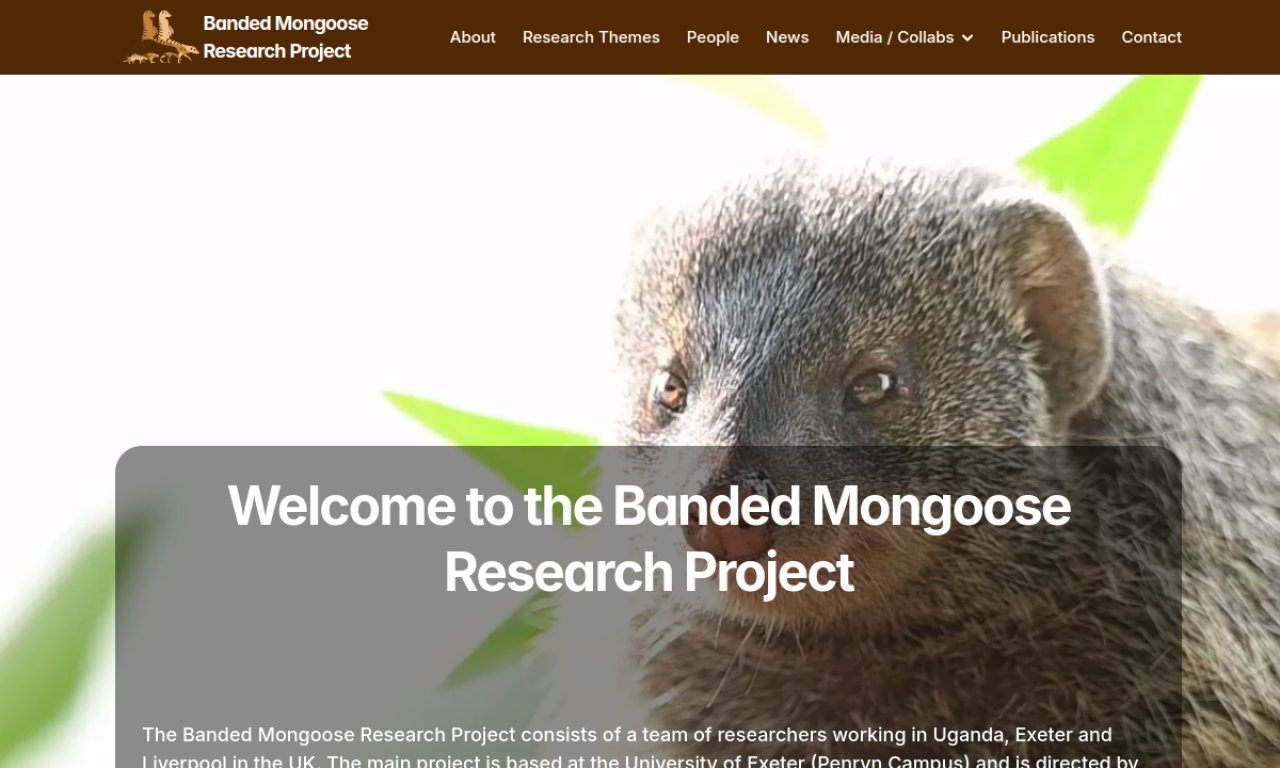 Banded Mongoose Project