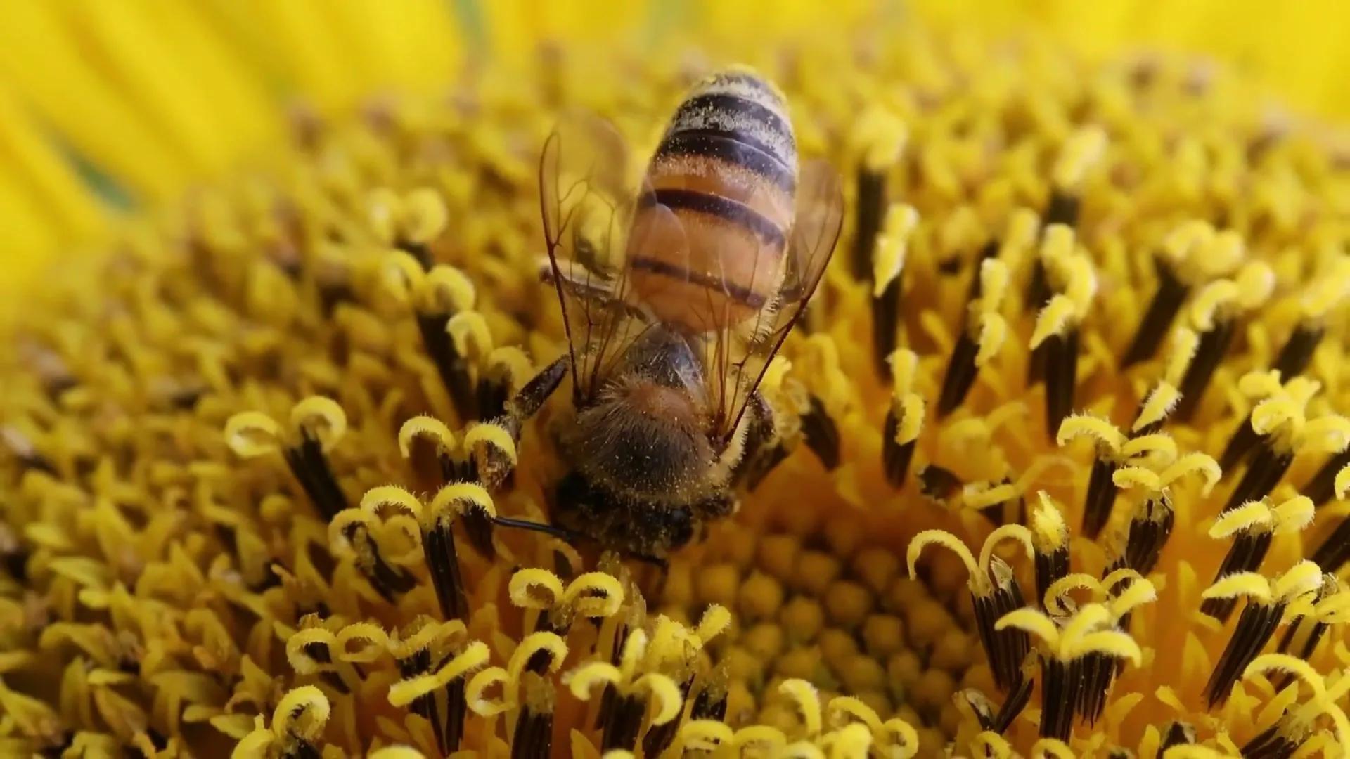 bees please