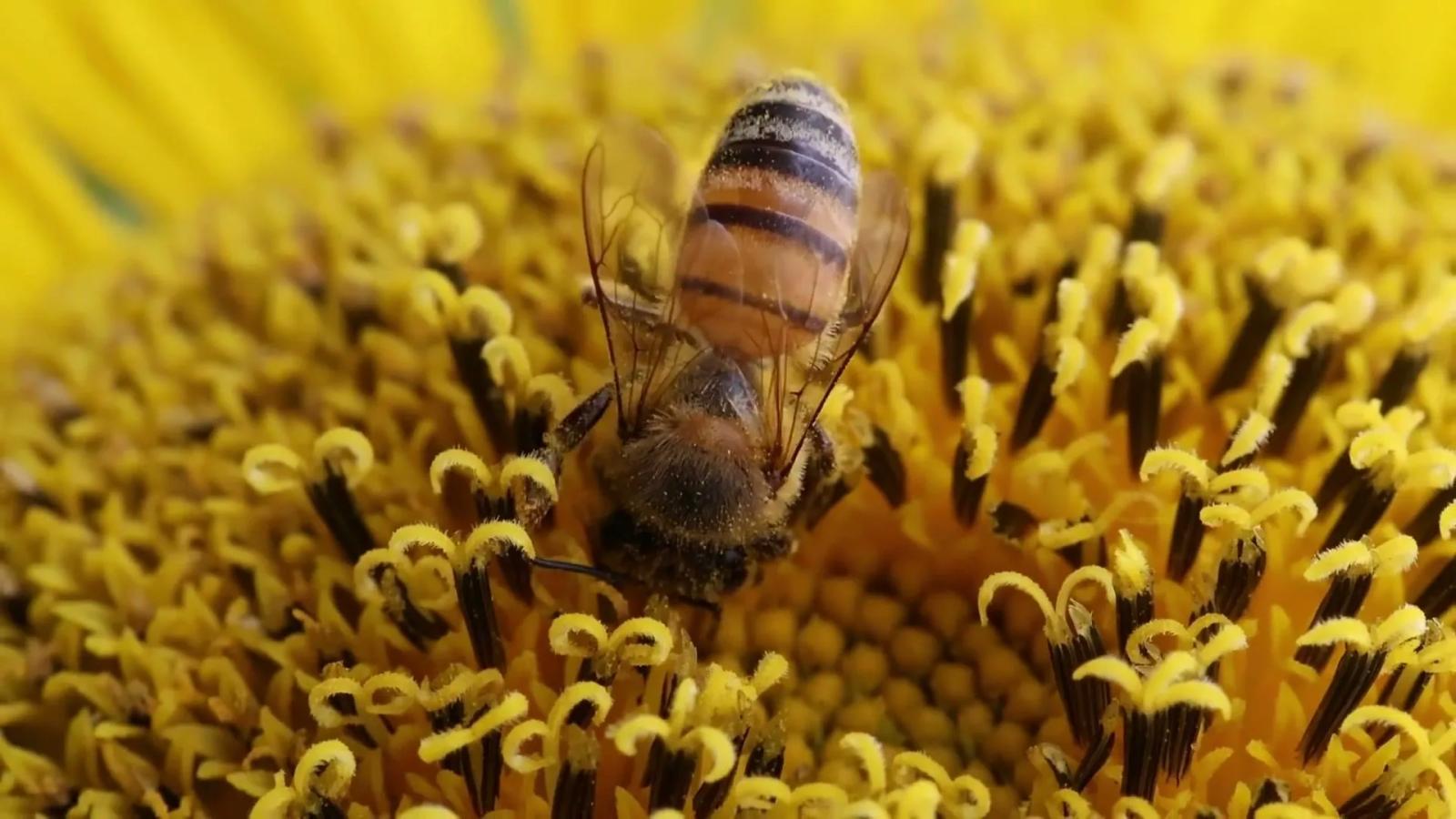 Bees Please's homepage hero: a honeybee feeding at the centre of a sunflower.