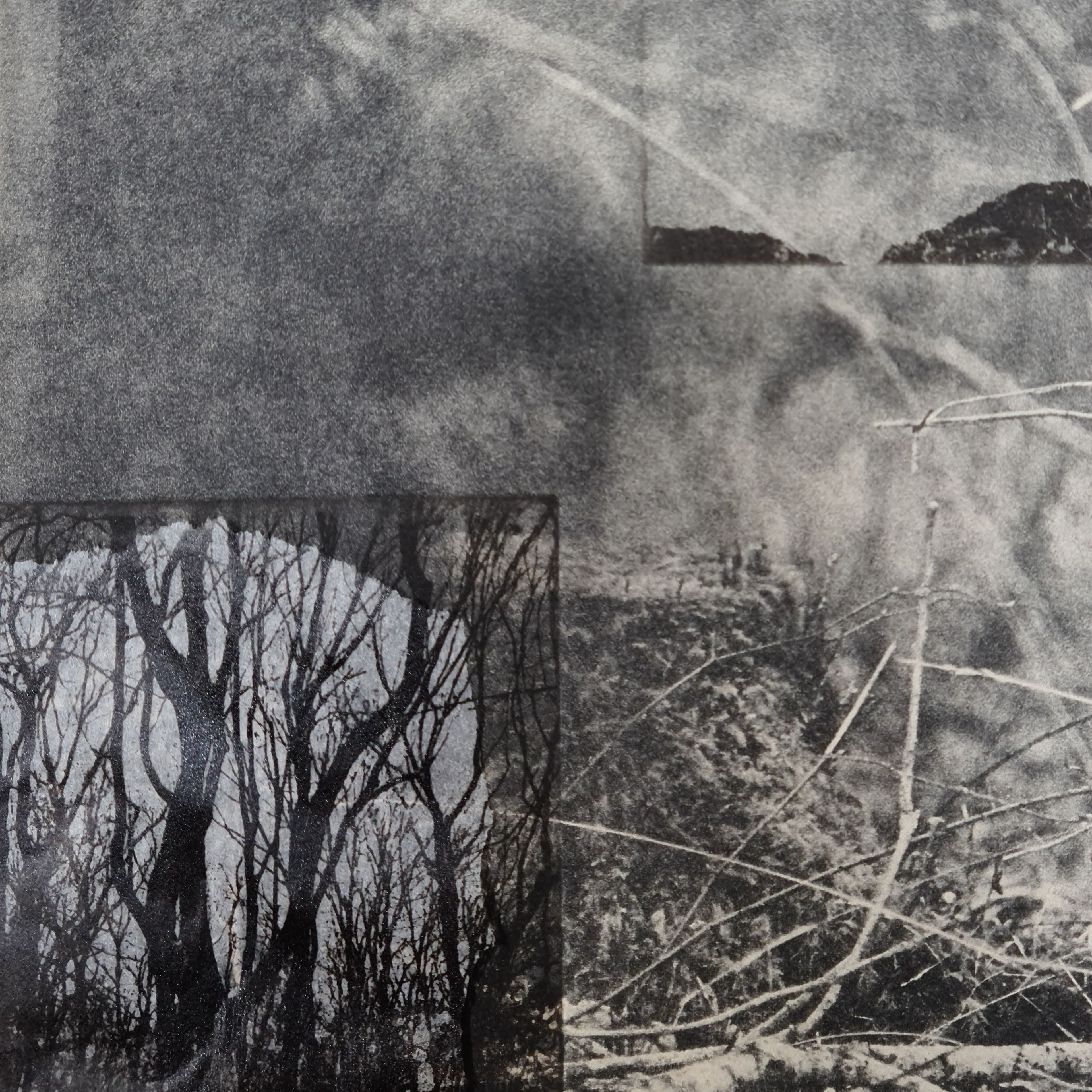 black and white photo lithograph of collaged forest scenes and close up of natural fauna