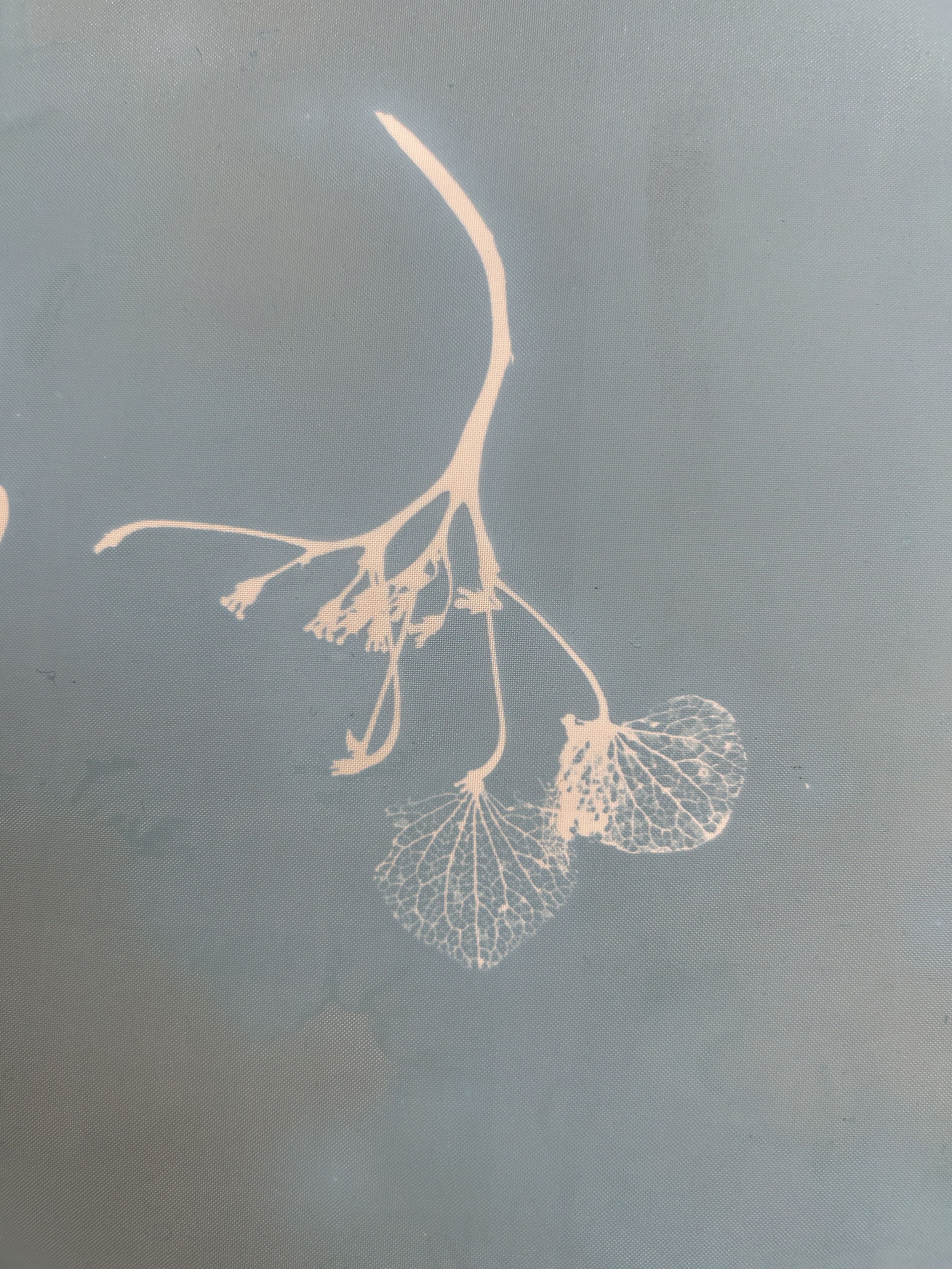 faded dark blue screenprint of botanical item