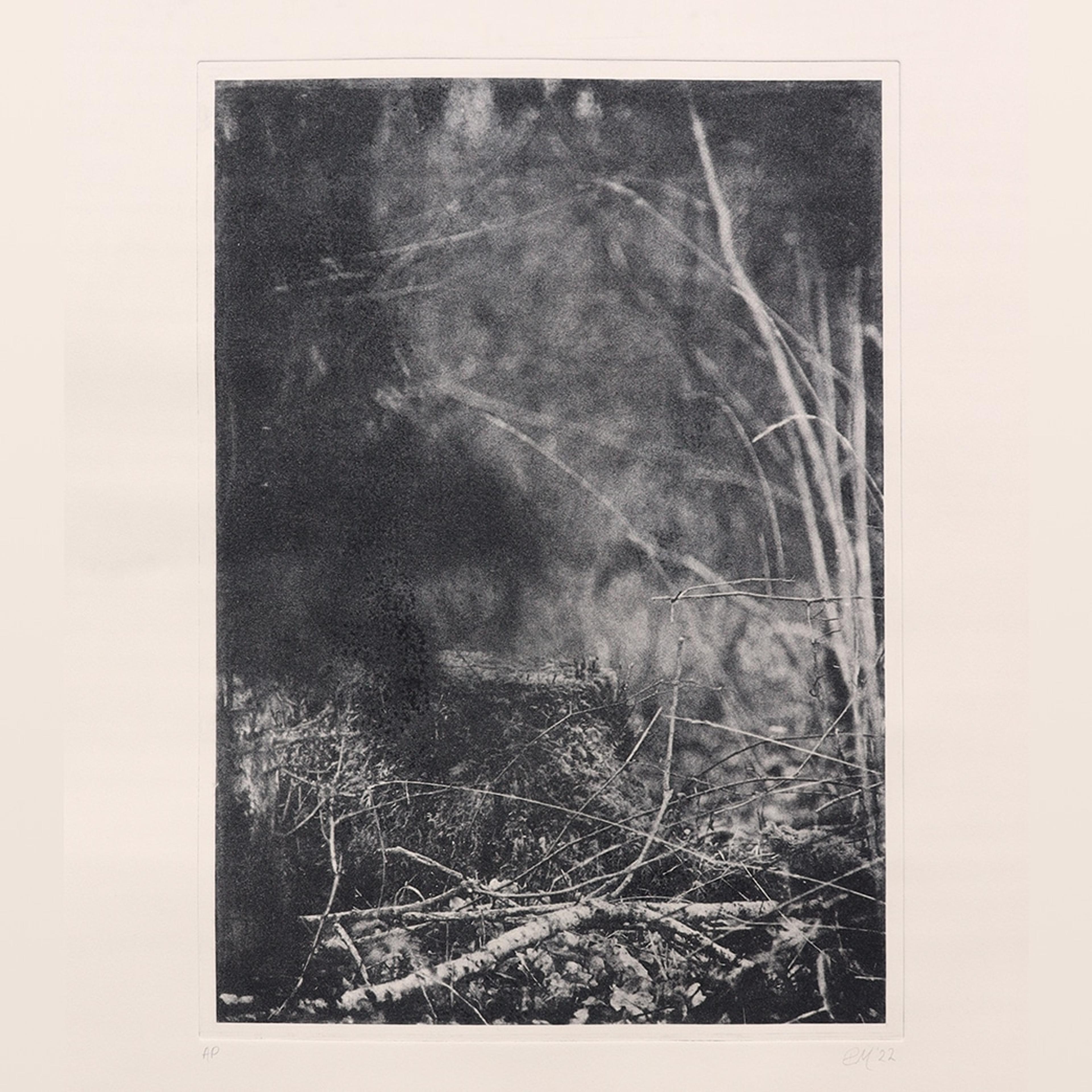 black and white photolithograph of forest scene