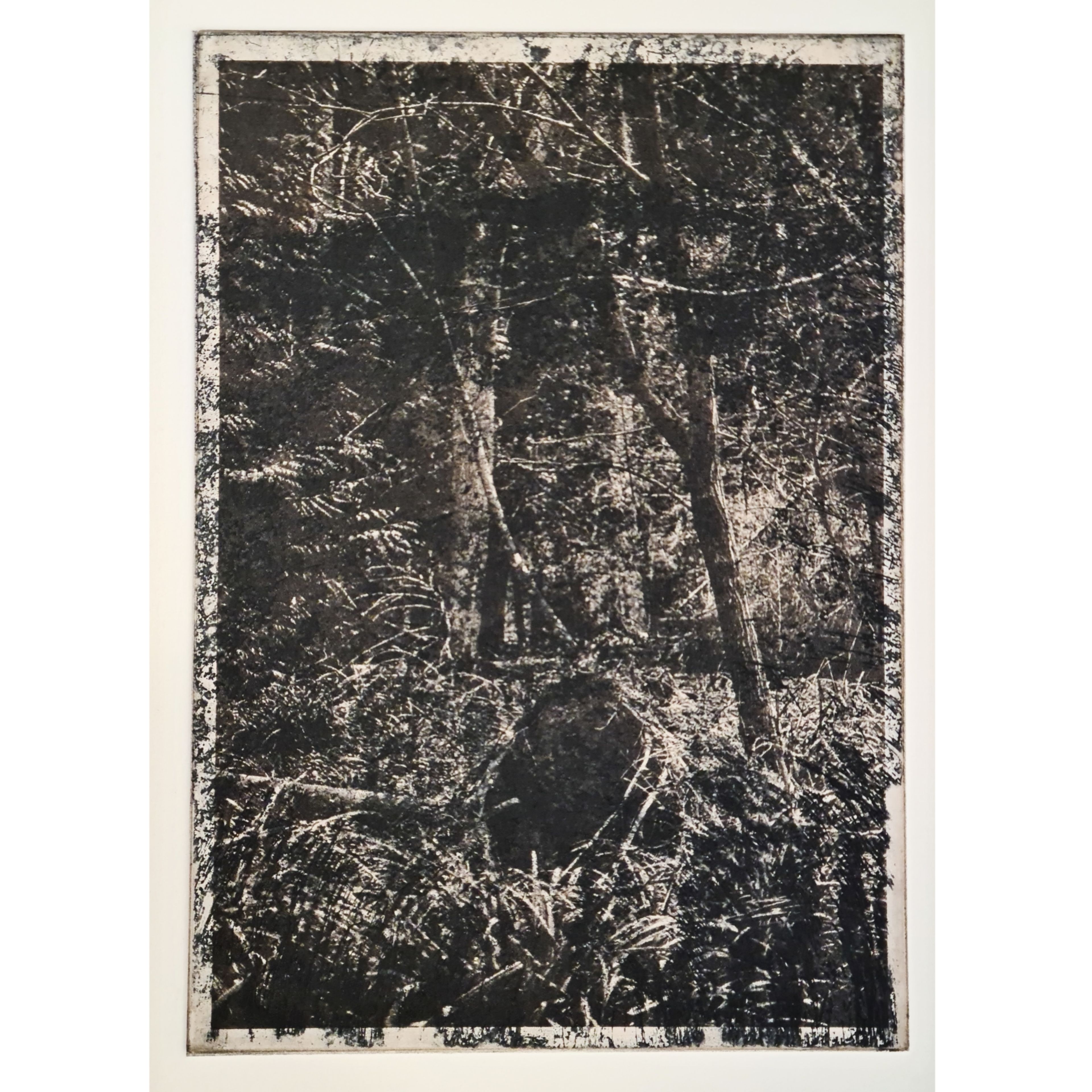 dense black and white photo lithograph of forest scene