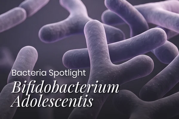 Why do you need Bifidobacterium adolescentis?